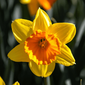Daffodils Daffodils